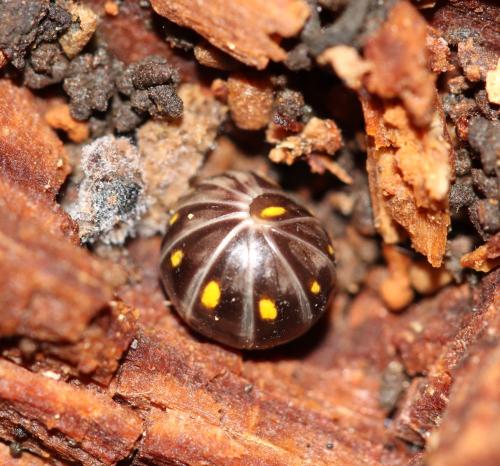 Glomeris pustulata